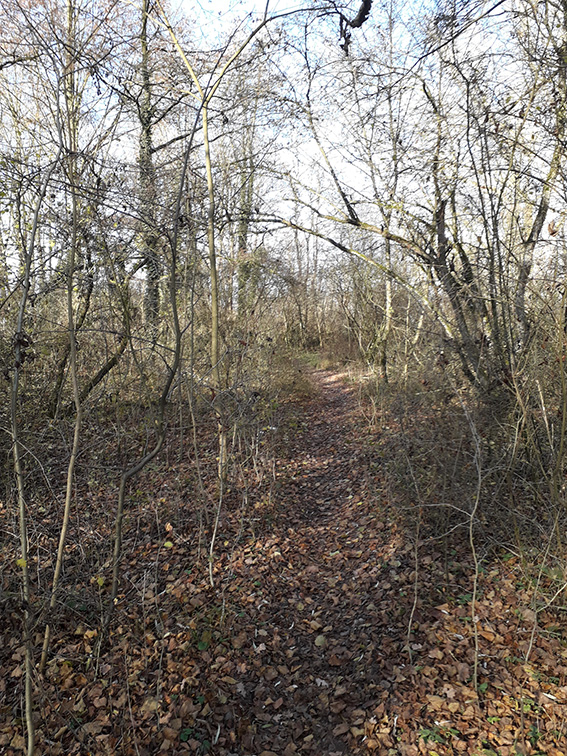 schmaler Fußweg durch mit Bäumen und Sträuchern bewachsene Au