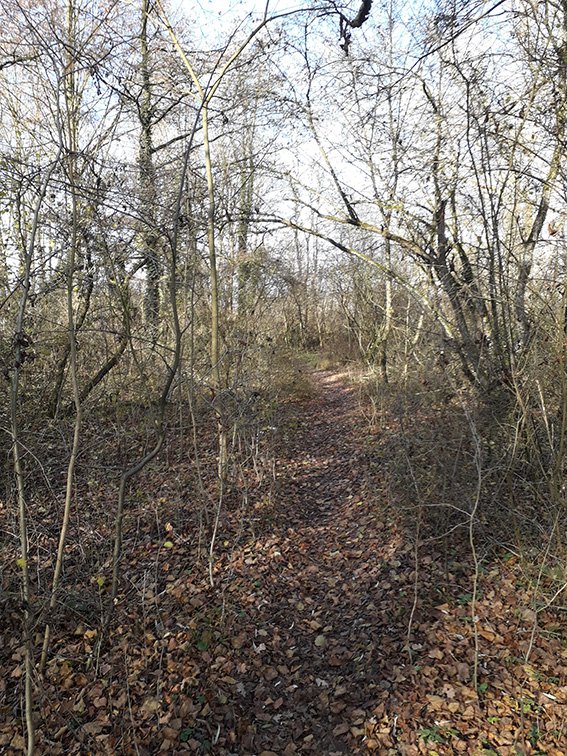 schmaler Fußweg durch mit Bäumen und Sträuchern bewachsene Au