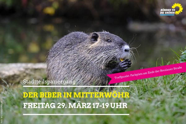 "Der Biber in Mitterwöhr"-Bild mit knabberndem Biber in der Natur