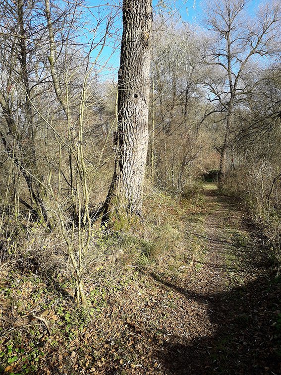 schmaler Fußweg durch mit Bäumen und Sträuchern bewachsene Au