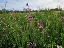 blühende Wiese