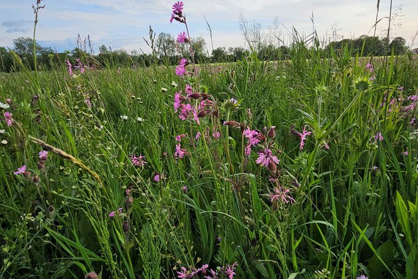 blühende Wiese