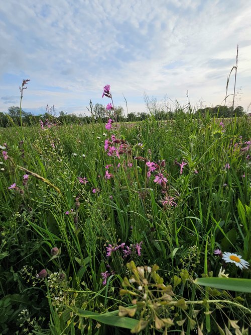 blühende Wiese